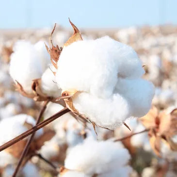 Cotton Free